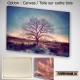 belle image d'arbre, My Tree, My roots N°13, photographie artistique de paysage