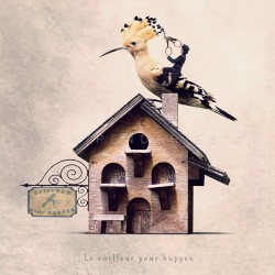 The hoopoe hairdresser - Fine Art photography - Tiny Trades series