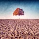 My Tree, My roots Fall N°1, Fine Art color print landscape