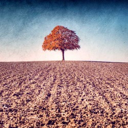 My Tree, My roots Automne N°1 - Photographie d'art - Photographie de paysage couleur