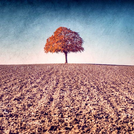 photographie artistique de paysage, My Tree, My roots Automne N°1