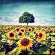 My Tree, My roots Summer N°1, Fine Art color print landscape