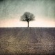 photographies arbre en hiver, My Tree, My roots Hiver N°1, photographie artistique de paysage