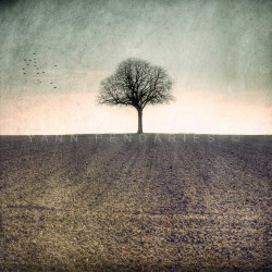 My Tree, My roots Winter N°1 - Fine Art photography - Original Art photography