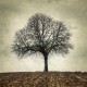 photo arbre en hiver, My Tree, My roots Hiver N°2, photographie artistique de paysage