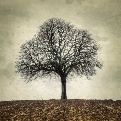 My Tree, My roots Winter N°2 - Fine Art photography - Original Art photography