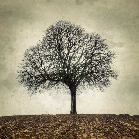 photo arbre en hiver, My Tree, My roots Hiver N°2, photographie artistique de paysage