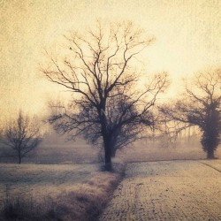 My Tree, My roots N°1 - Photographie d'art - Photographie de paysage couleur