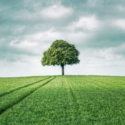 My Tree, My roots Série printemps N°3 - Photographie d'art - Photographie de paysage couleur