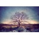 My Tree, My roots N°13, Fine Art color print landscape