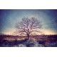 photo arbre solitaire, My Tree, My roots N°13, photographie artistique de paysage