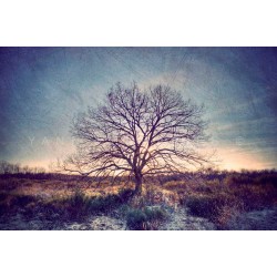 My Tree, My roots N°13, Fine Art color print landscape