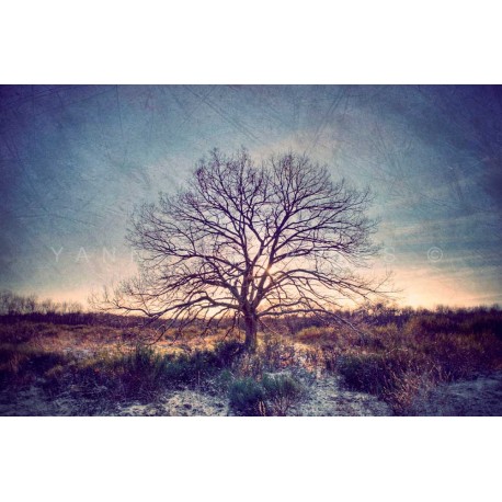 photo arbre solitaire, My Tree, My roots N°13, photographie artistique de paysage