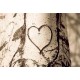 photo de coeur graver dans arbre, The tree heart, photographie artistique nature morte 