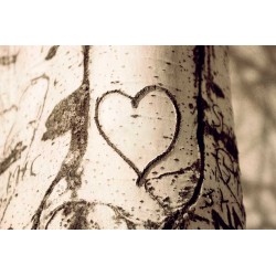 The tree heart, Fine Art still life photography print 