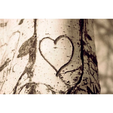 photo de coeur graver dans arbre, The tree heart, photographie artistique nature morte 