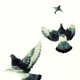 photo d'oiseaux, photographie artistique noir et blanc