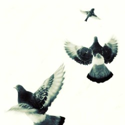 Les oiseaux N°1 - Photographie d'art - Photographie artistique