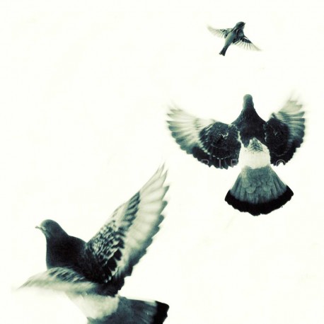 The bird N°1, Fine Art black-white photography print 
